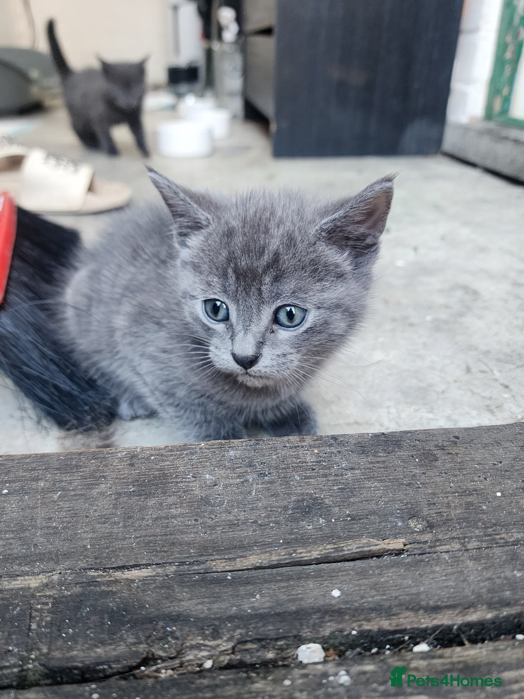 Mixed Breed cats for sale: British Shorthair mixed - Image 9