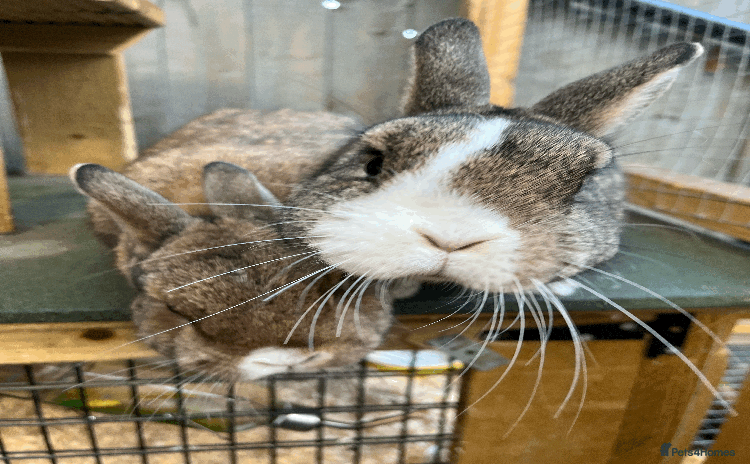Netherland Dwarf rabbits - Advert 1