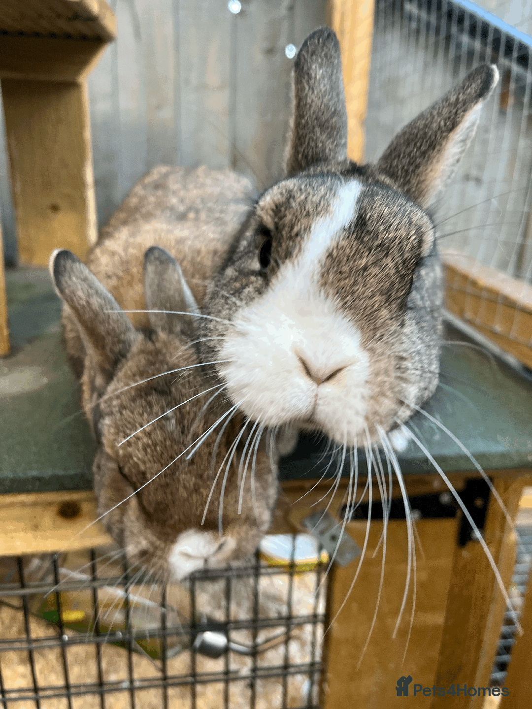 Netherland Dwarf rabbits for sale: Bonded pair of Netherlands Dwarfs - Image 1