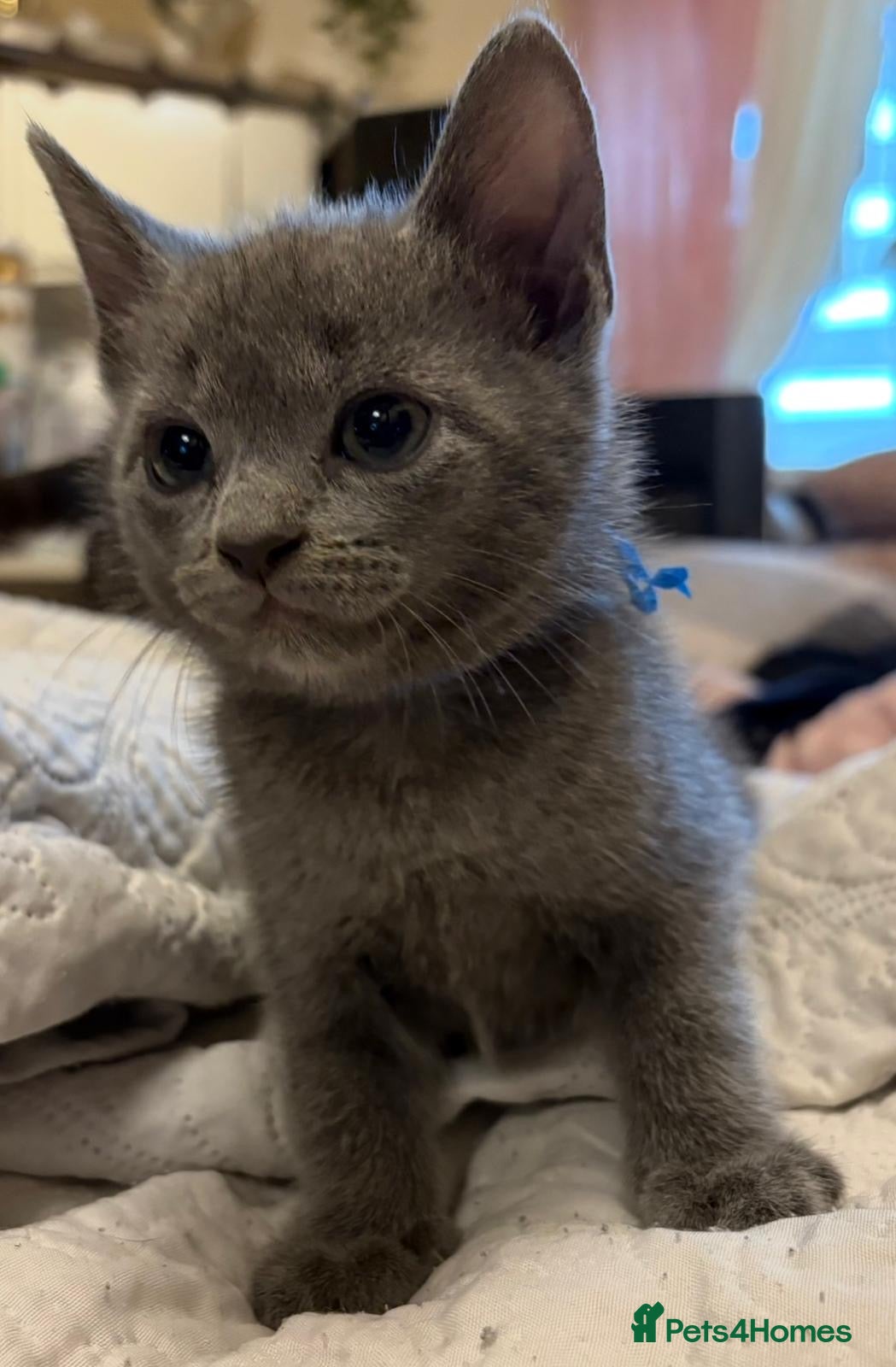 Russian Blue cats for sale: Blue Russian kittens - Advert 10
