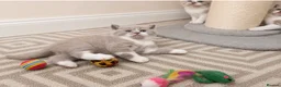 British Shorthair cats for sale: Supreme champion GCCF British Shorthair Kittens  - Advert 22