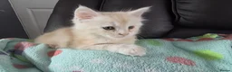 Maine Coon cats for sale: Beautiful pure maine coon kitten - Advert 5