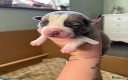 Mixed Breed dogs for sale: BEAUTIFUL BULL HERDERS (American Bulldog X Mali) - Image 8