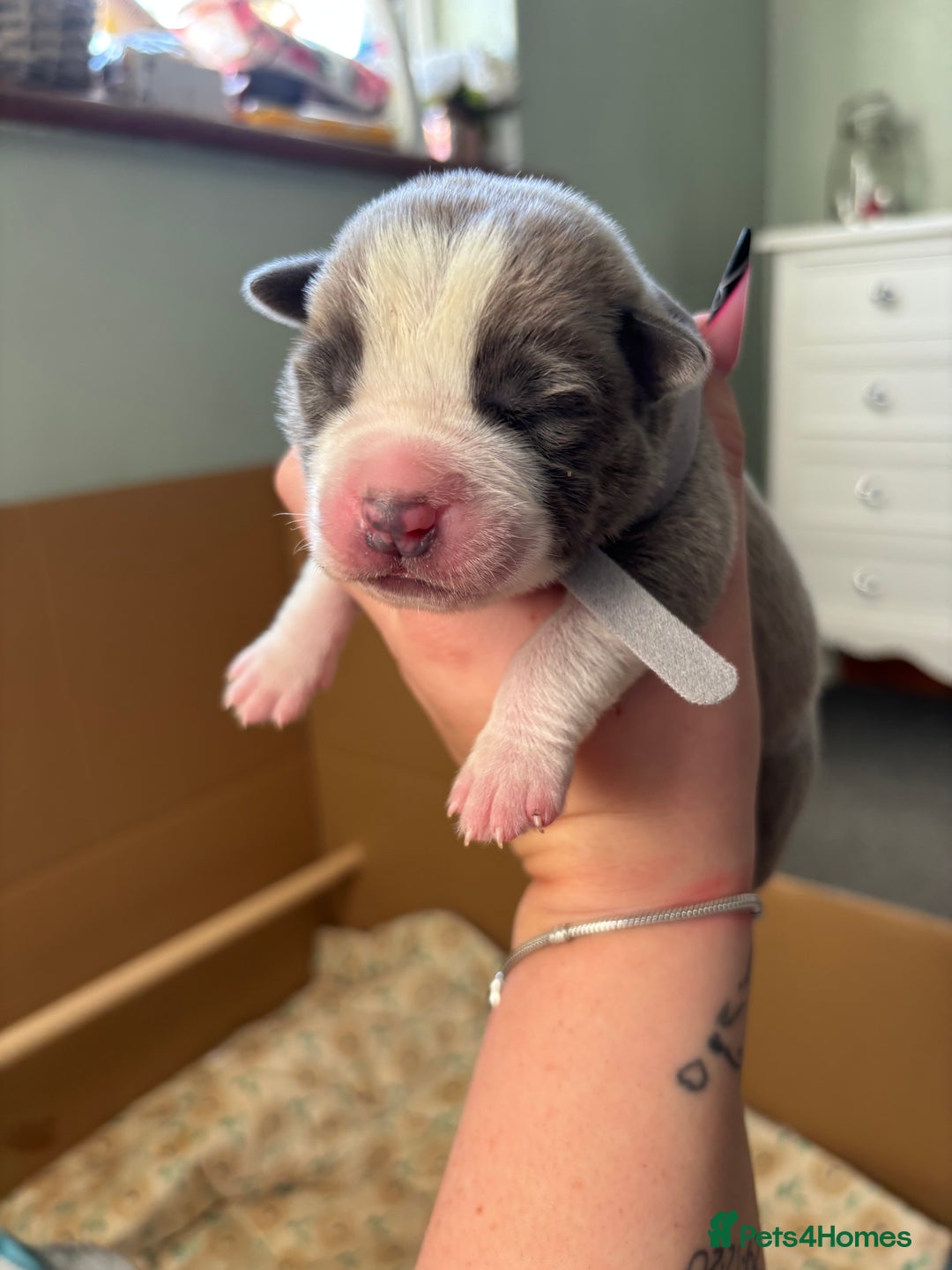 Mixed Breed dogs for sale: BEAUTIFUL BULL HERDERS (American Bulldog X Mali) - Image 8