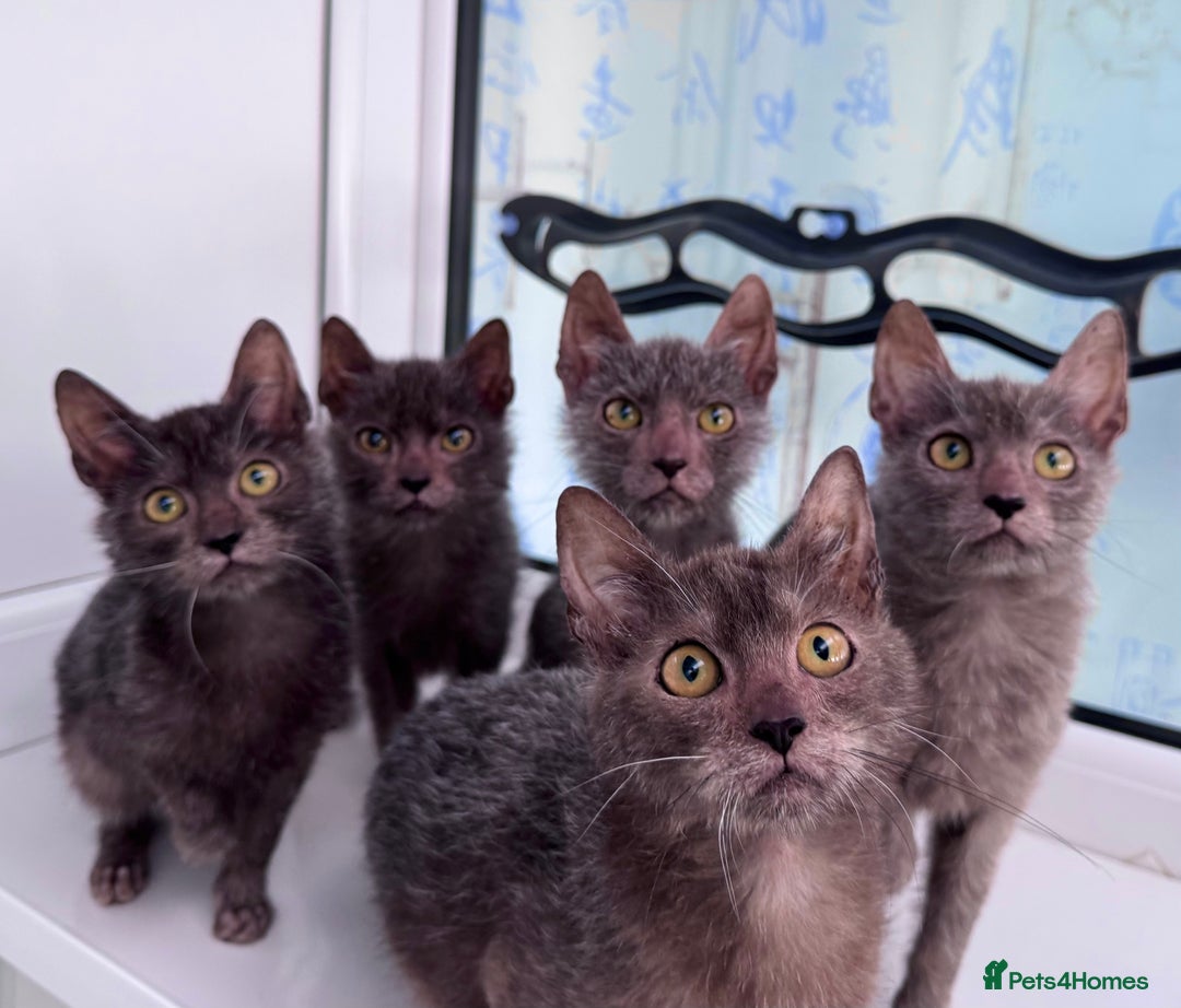 Lykoi cats for sale: Loving Lykoi lap kittens (open to offers) - Image 10