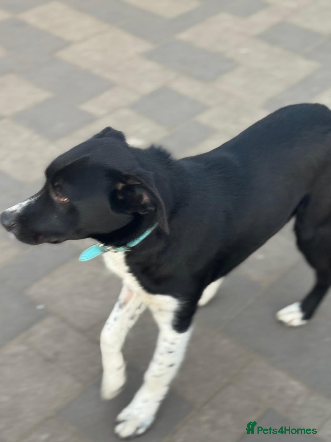 Mixed Breed dogs for adoption: Gorgeous Maylo looking for love - Advert 23