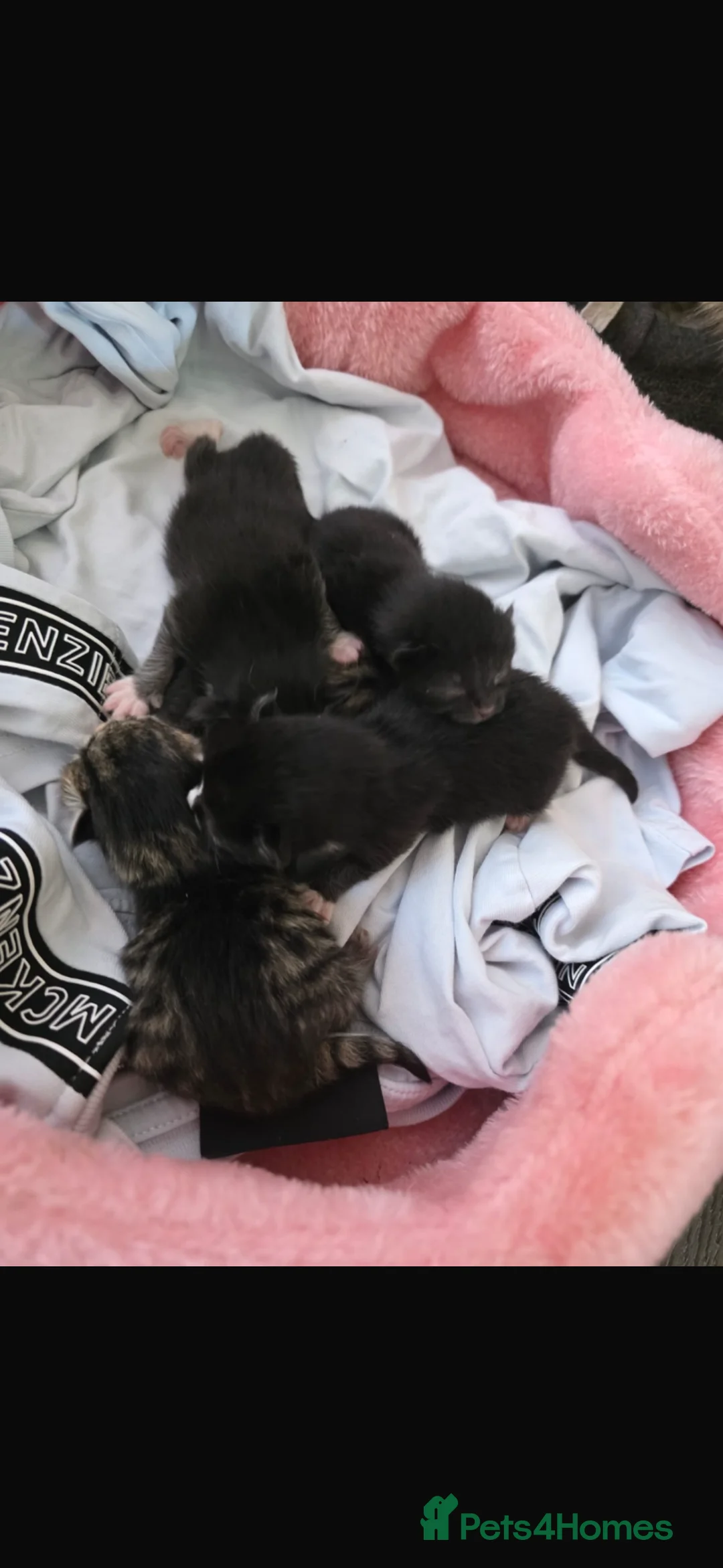 Scottish Fold cats for sale: Scottish fold kittens in Woodford Green - Advert 2