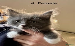 Mixed Breed cats for sale: Maine coon cross ragdoll kittens stunning blues - Advert 14