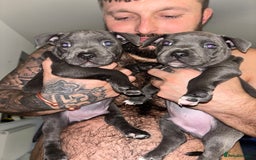 Staffordshire Bull Terrier dogs for sale: 2 GORGEOUS boys  - Image 7