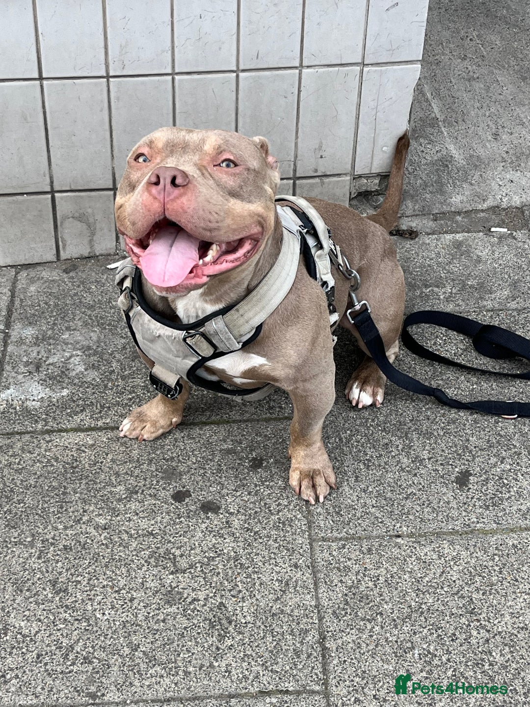 American Bulldog dogs for sale: BEAUTIFUL!! American bulldog for sale - Image 5