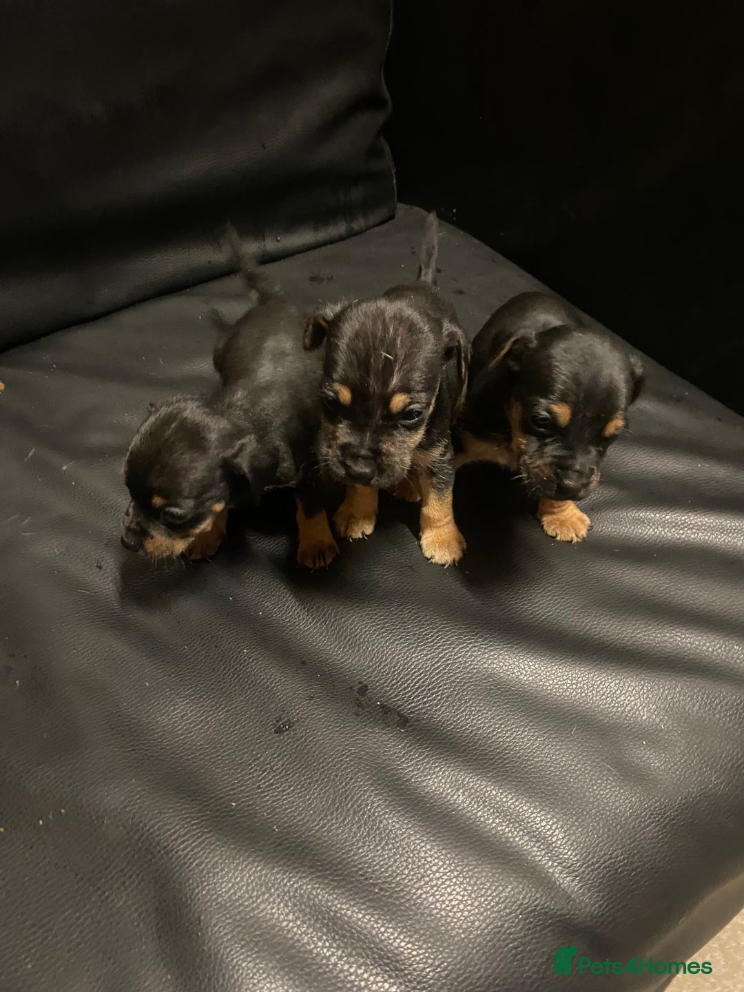 Jack Russell dogs for sale: 6 Jack Russell puppy’s  - Advert 3