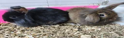 Mini Lion Lop rabbits for sale: Ready 23rd October  - Advert 15