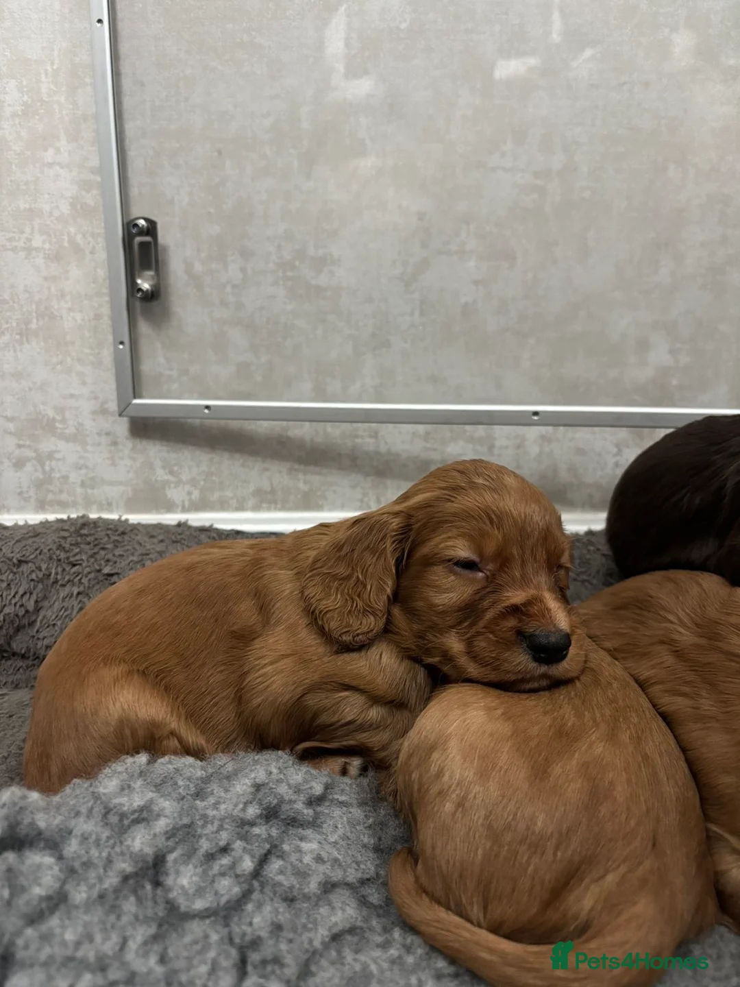 Cocker Spaniel dogs for sale: KC Registered Cocker Spaniel Puppies  - Advert 10