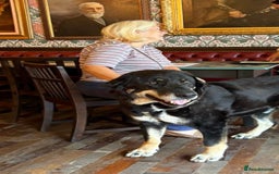Mixed Breed dogs for adoption: Gentle giant Grandad needs a retirement home  in Plymouth - Image 2