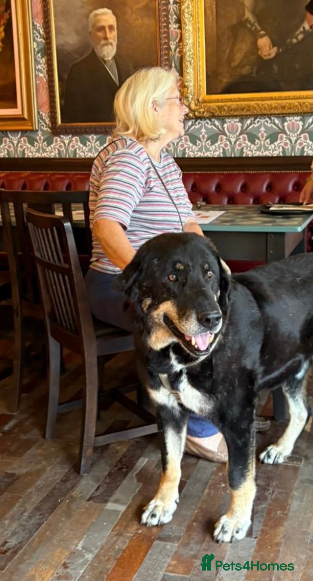 Mixed Breed dogs for adoption: Gentle giant Grandad needs a retirement home  in Plymouth - Image 2