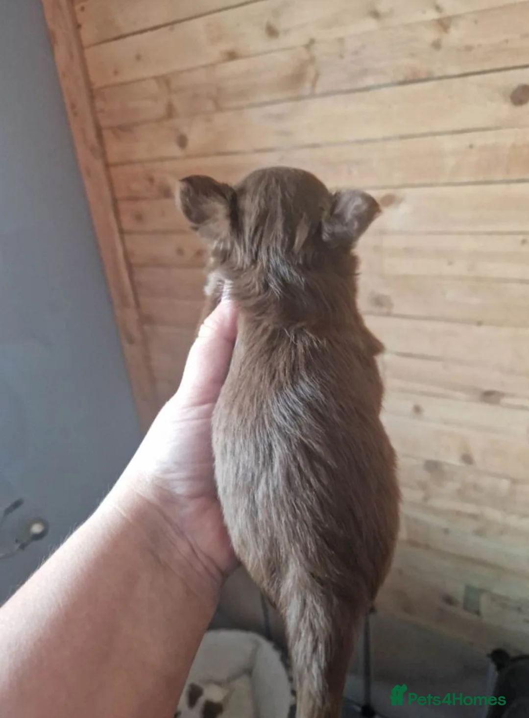 Chihuahua dogs for sale: Chihuahua puppies  - Advert 2