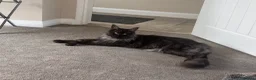 Maine Coon cats for sale: Beautiful black smoke male Maine coon - Advert 2