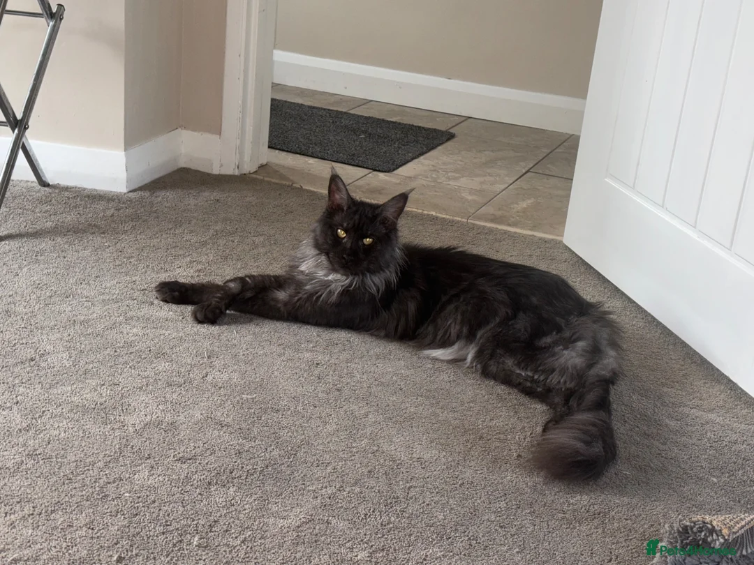 Maine Coon cats for sale: Beautiful black smoke male Maine coon - Advert 2