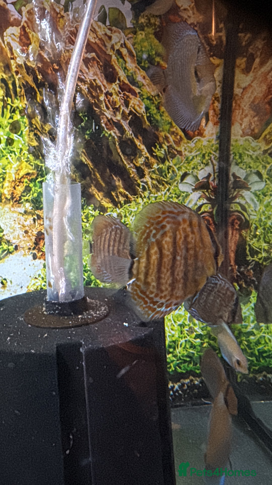 Discus fish for sale: Discus  - Advert 4