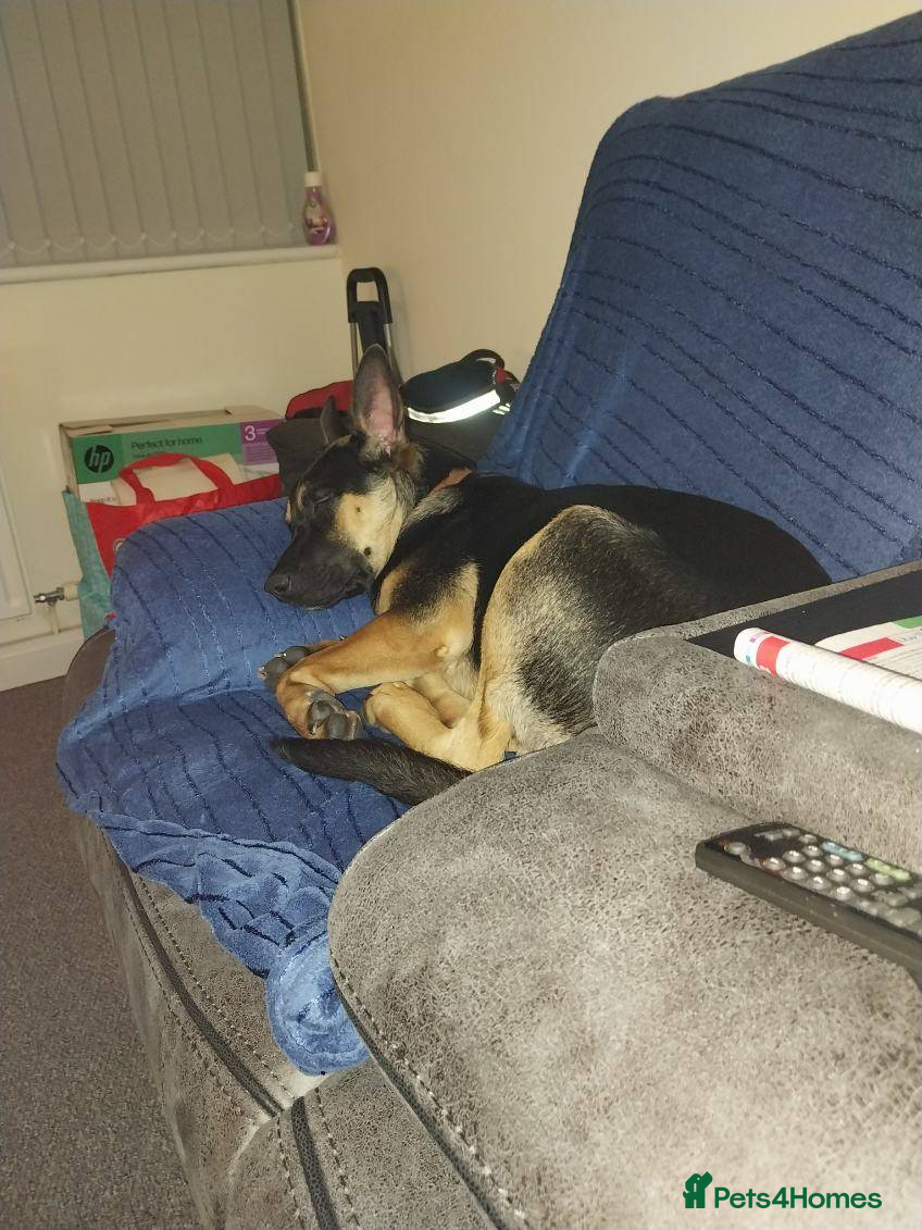 Belgian Shepherd Dog dogs Missy May - Advert 14