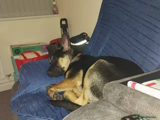 Belgian Shepherd Dog dogs Missy May - Advert 5