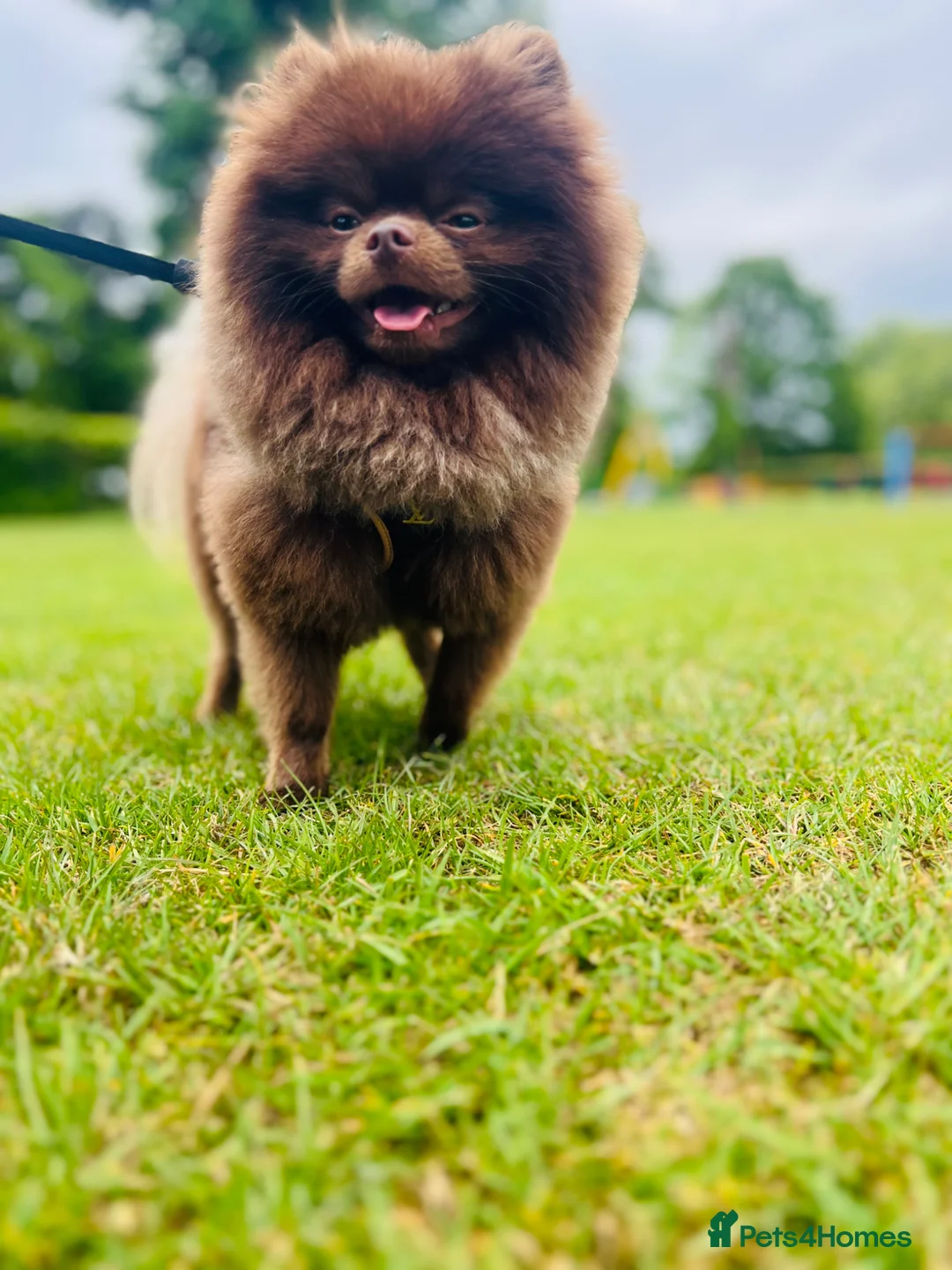 Pomeranian dogs for stud: KC registered Chocolate Pomeranian for Stud - Advert 2