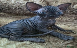 Sphynx cats for sale: Black Kittens - Image 1