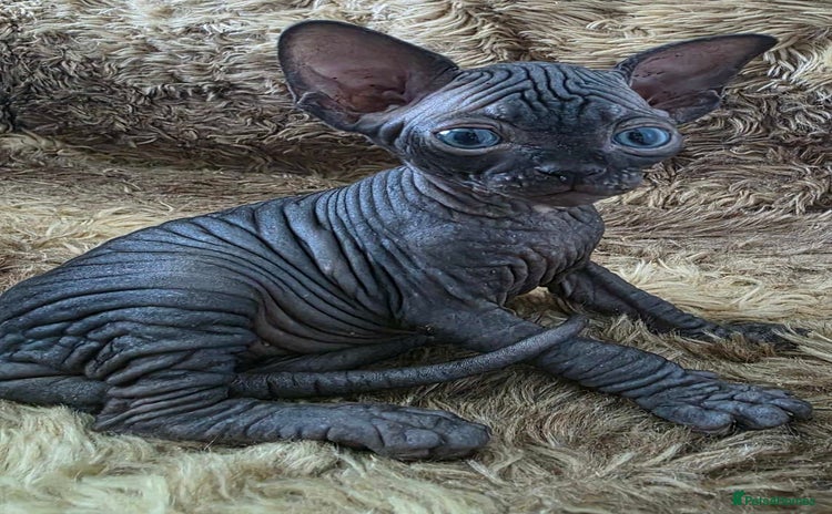 Sphynx cats - Advert 4