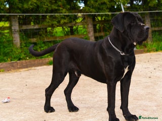 Cane Corso dogs in Batley - Advert 18