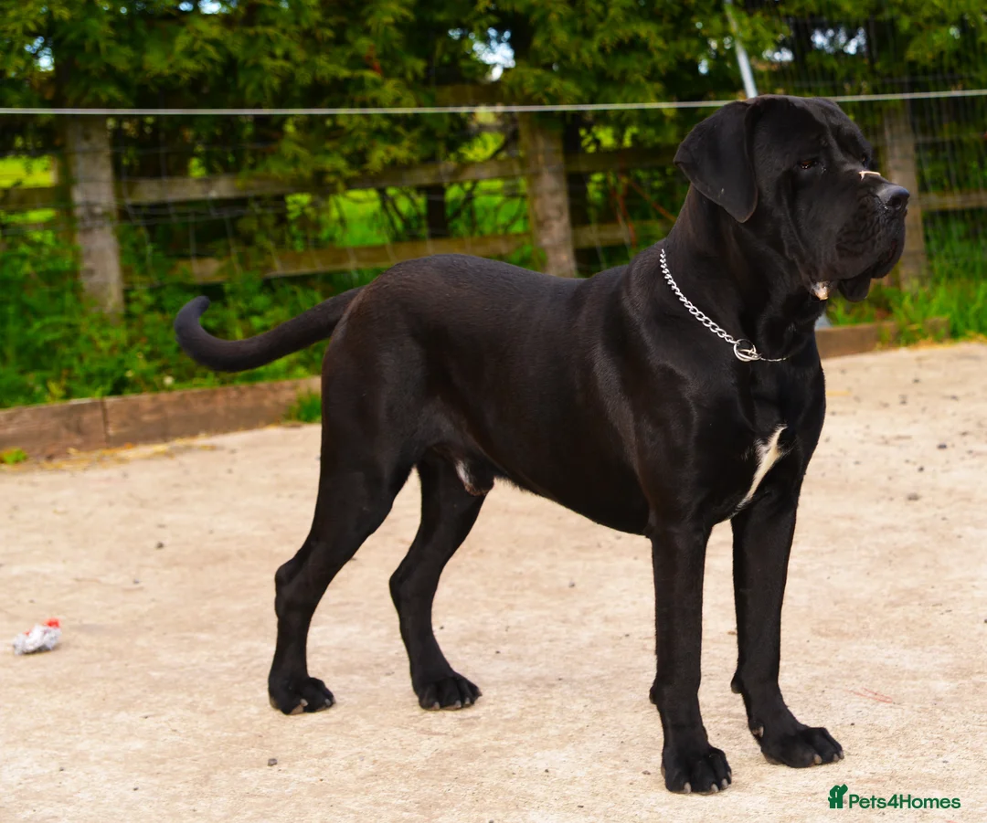 Cane Corso dogs for stud: Beautiful Black Cane Corso for Stud in Batley - Advert 2