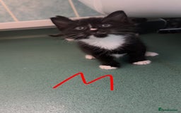 Mixed Breed cats for sale: Kittens for sale  - Image 5