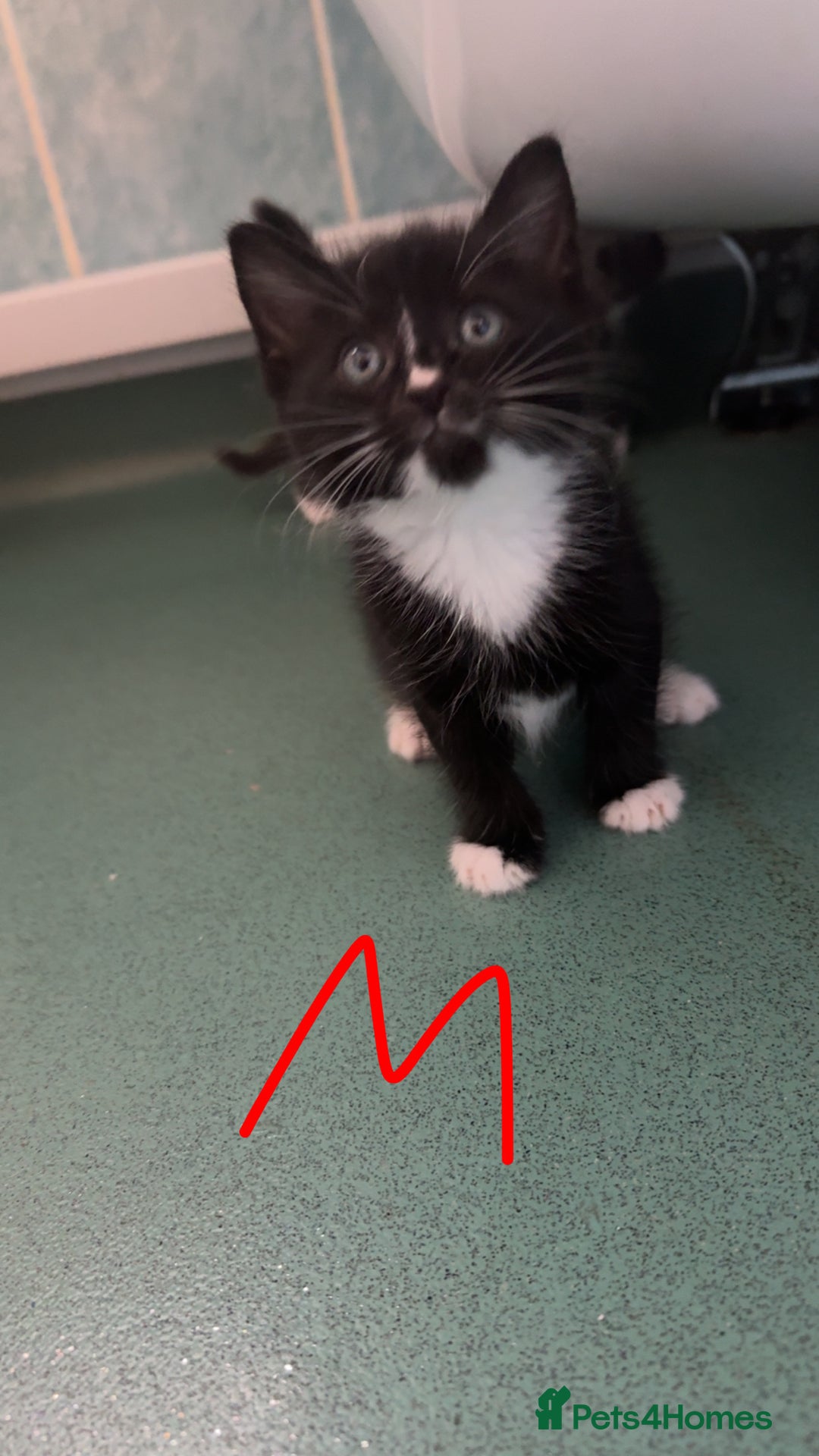 Mixed Breed cats for sale: Kittens for sale  - Image 5