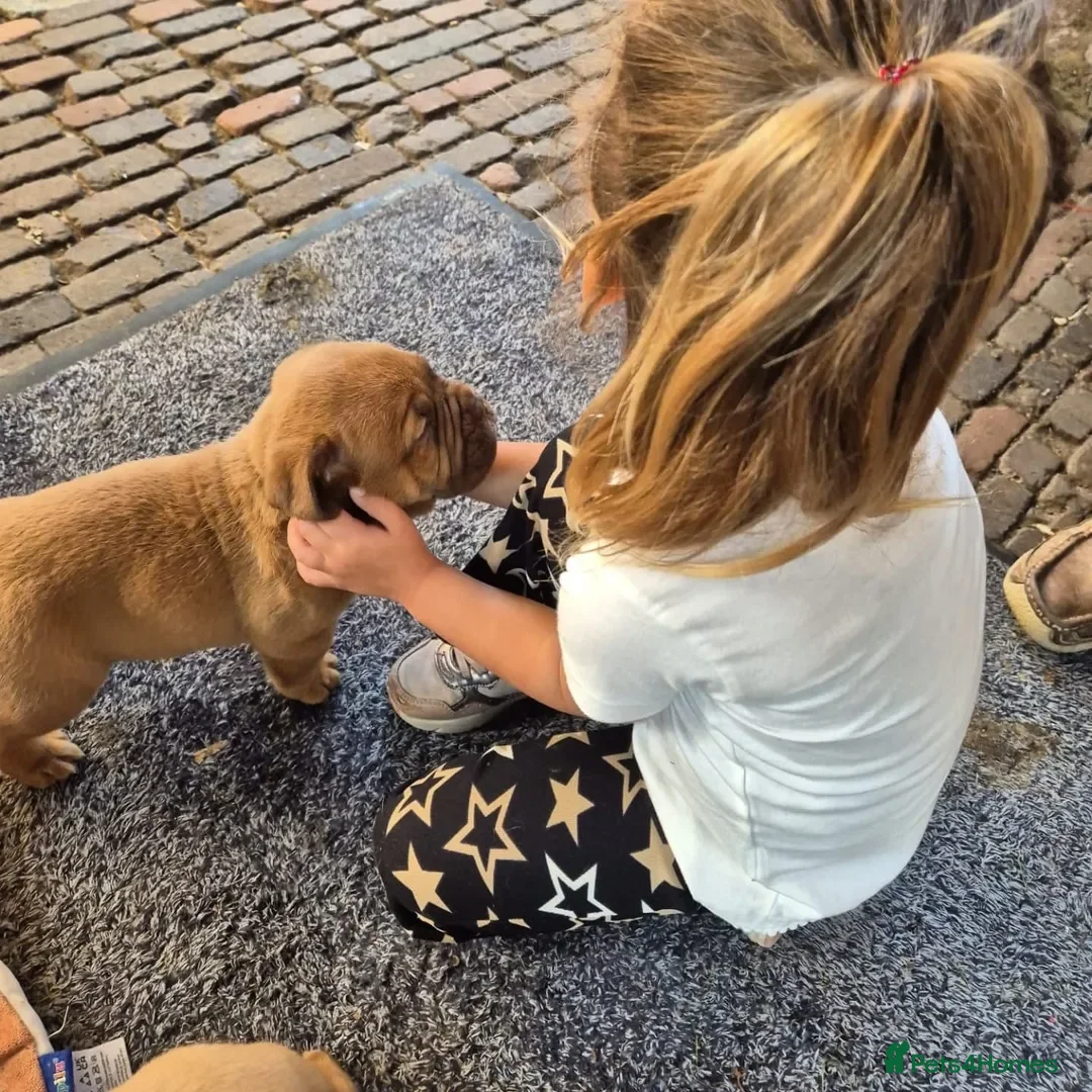 Dogue De Bordeaux dogs for sale: Dogue de Bordeaux puppies  - Advert 2