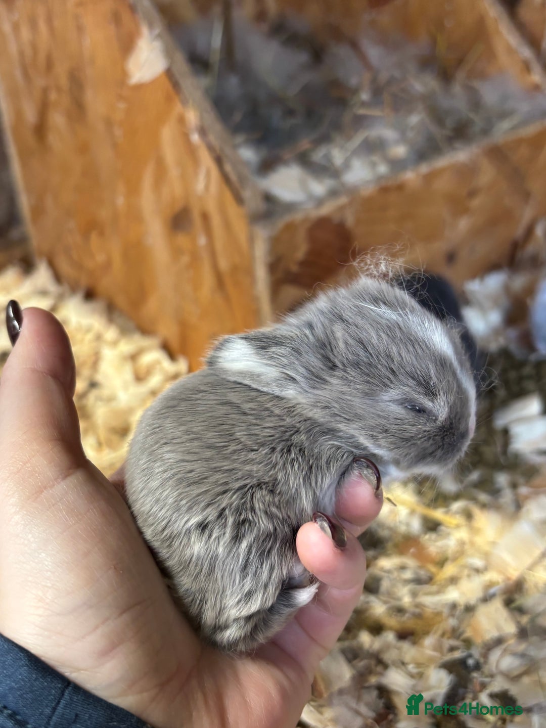 Mini Lop rabbits for sale: White & Grey Mini Lops - Advert 10