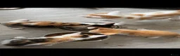 Domestic Shorthair cats for sale: Lovely kittens  - Advert 10