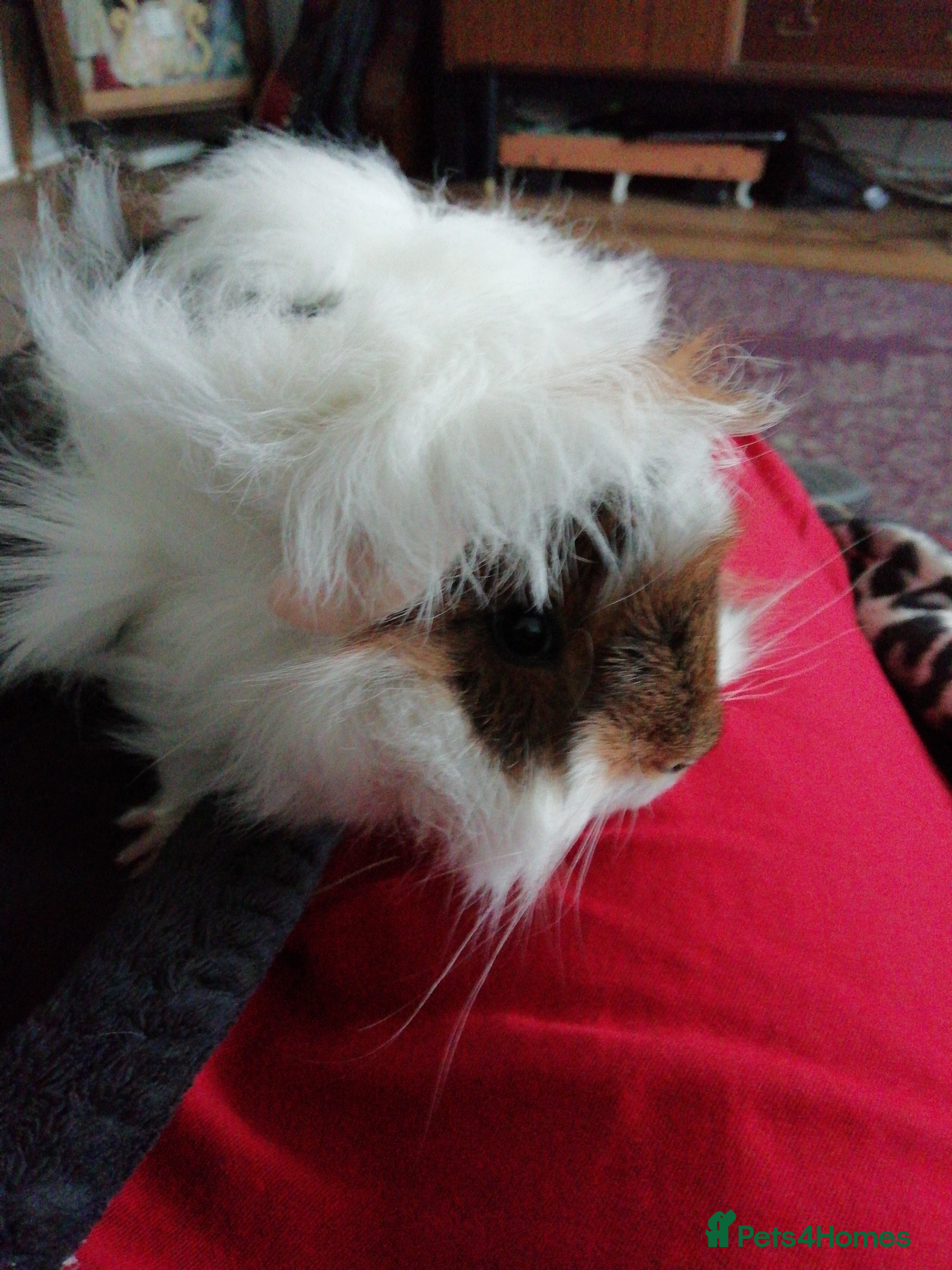 Guinea Pig rodents Sausage and Roll are looking for home - Advert 1