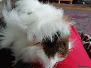 Guinea Pig rodents Sausage and Roll are looking for home - Advert 1