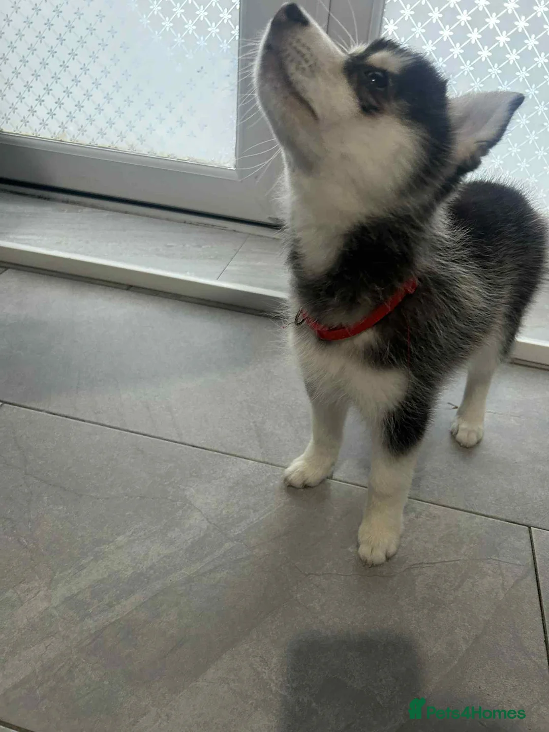 Pomsky dogs for sale: Just 2 left girls f4 pomsky  - Advert 6