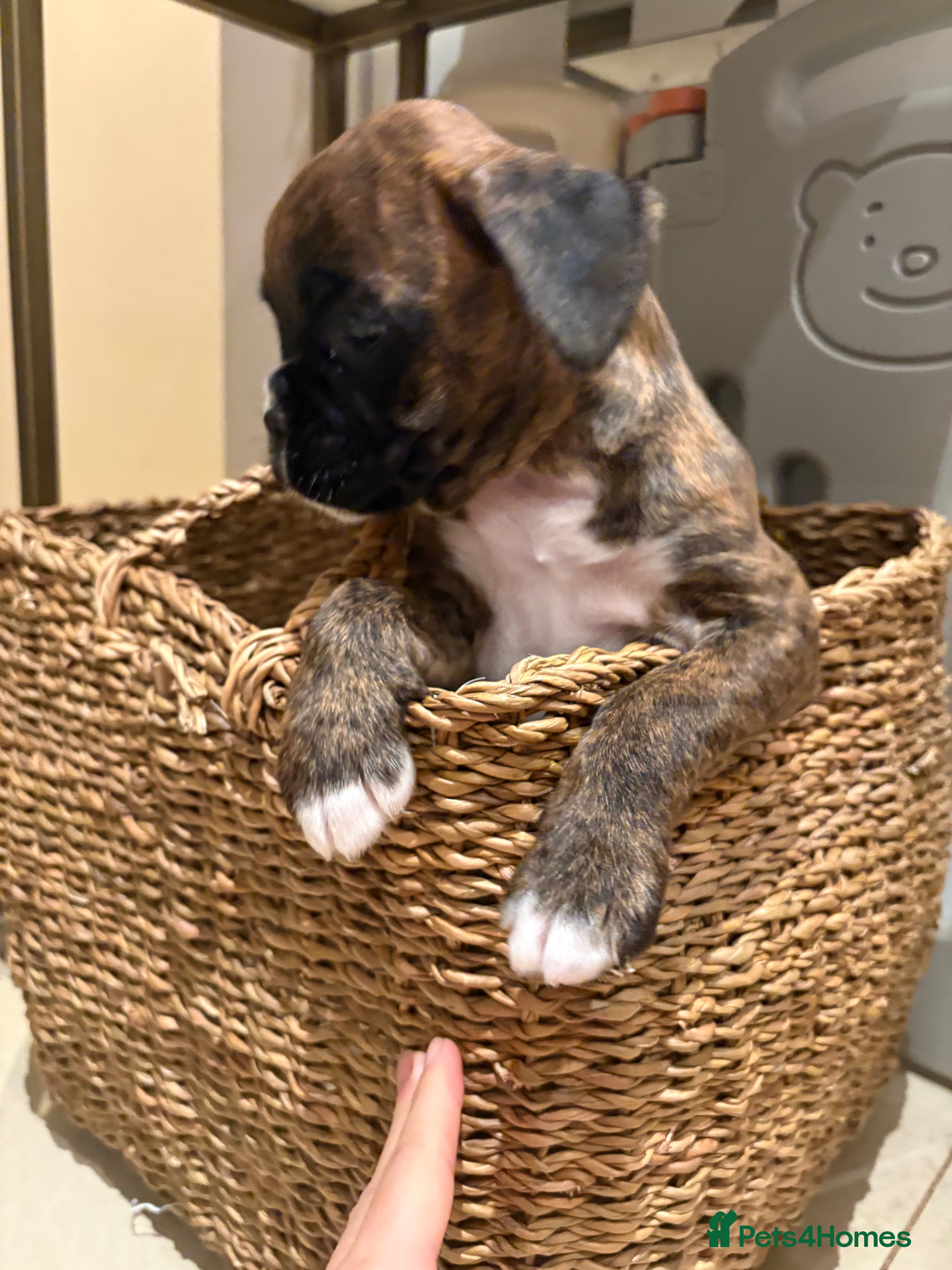 Boxer dogs READY NOW. LAST GIRL 🐶  - Advert 1