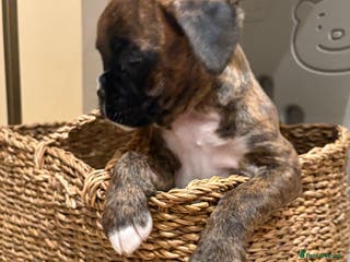Boxer dogs READY NOW. LAST GIRL 🐶 - Advert 1