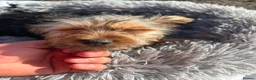 Yorkshire Terrier dogs for sale: Yorkshire terriers  - Advert 9