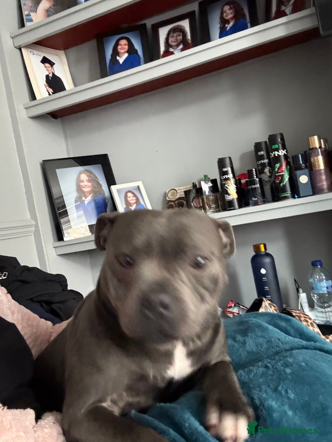 Staffordshire Bull Terrier dogs for sale: Staffordshire bull terrier  - Advert 2