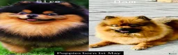 Pomeranian dogs for sale: Kc full pedigree Pomeranians  - Advert 1