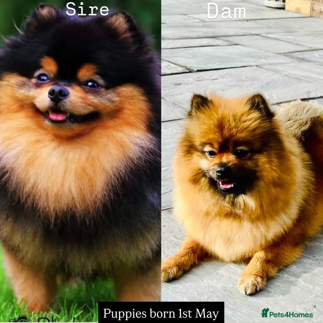 Pomeranian dogs for sale: Kc full pedigree Pomeranians  - Advert 1