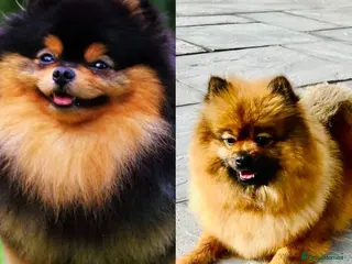 Pomeranian dogs Kc full pedigree puppies - Advert 15