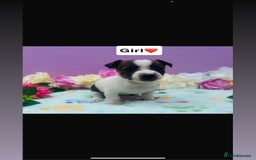 Jack Russell dogs for sale: Gorgeous miniature Jack Russells - Image 4