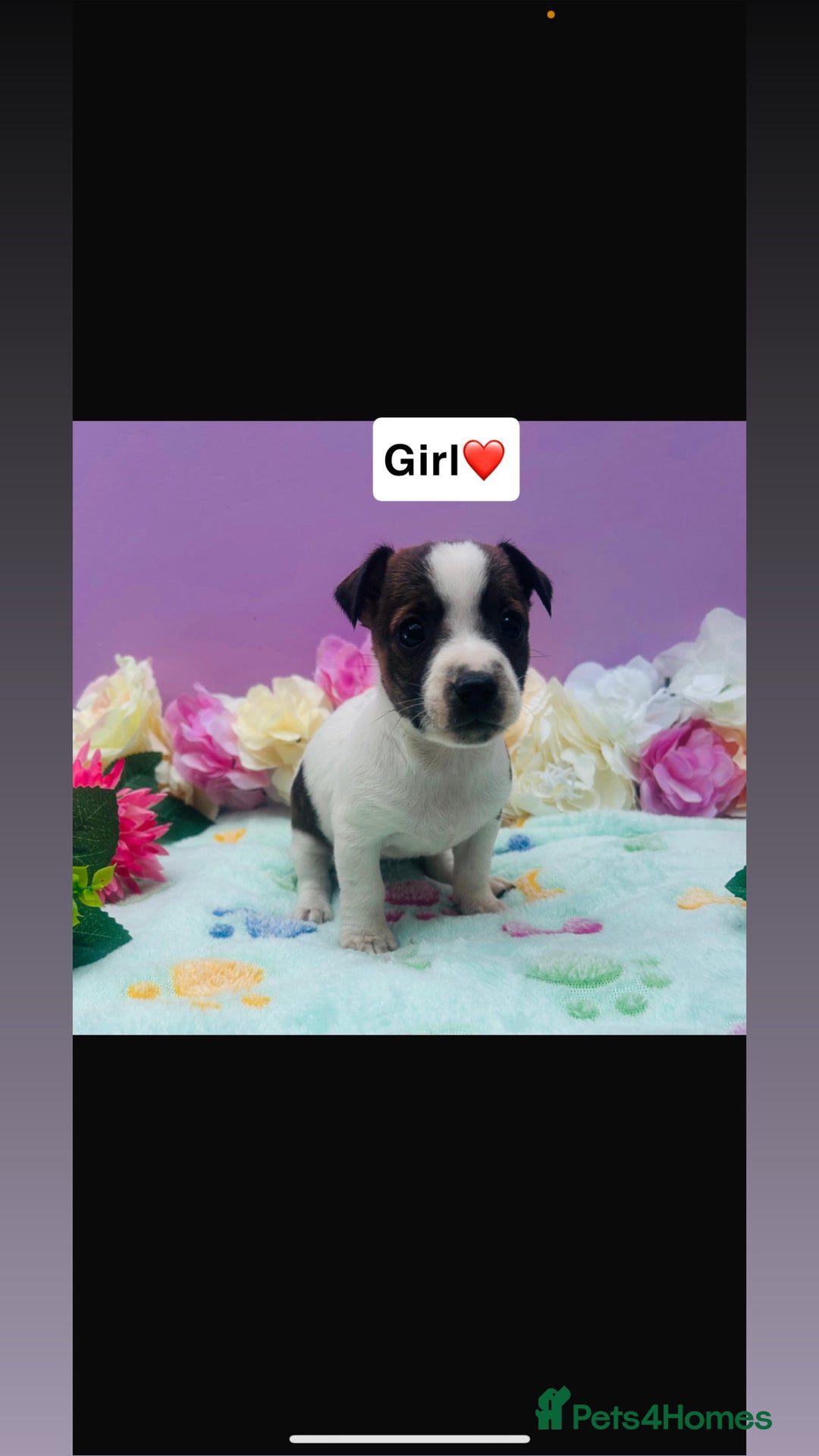 Jack Russell dogs for sale: Gorgeous miniature Jack Russells - Image 4