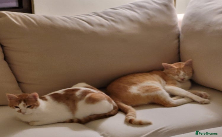Mixed Breed cats - Advert 11
