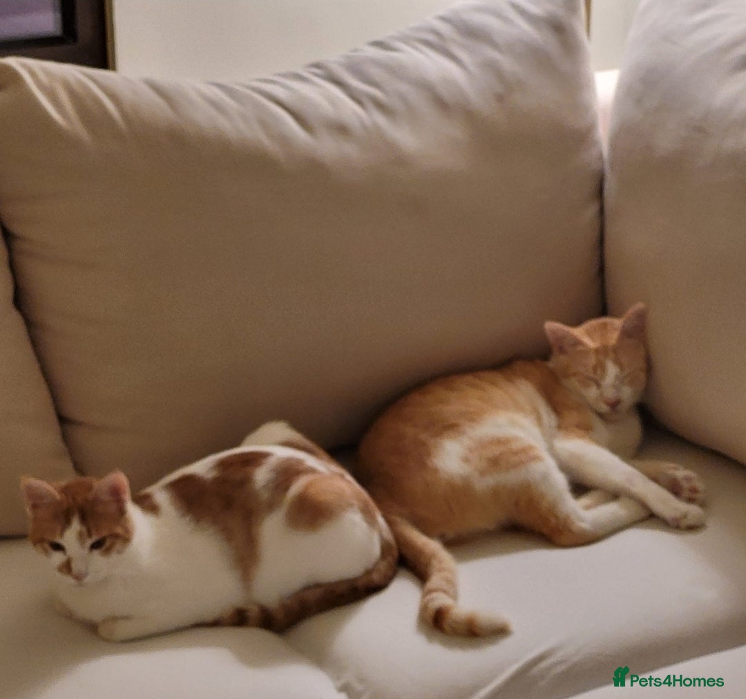 Mixed Breed cats for adoption: [Indoors Only] Kitkat and Eevee! Affectionate pair - Image 1
