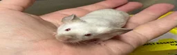 Mouse rodents for sale: AVAILABLE: FRIENDLY BABY MALE FANCY MICE FOR SALE - Advert 1